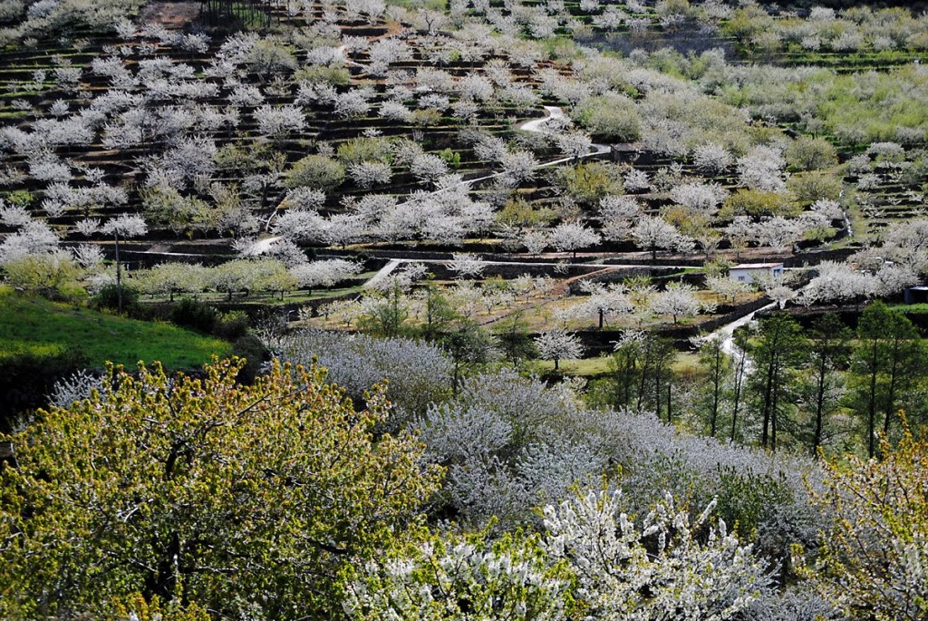 Valle del Jerte