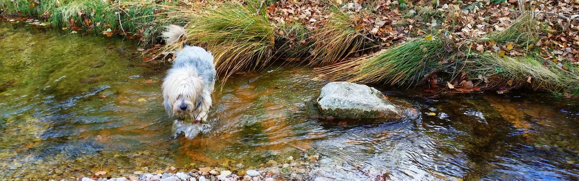 Viajar Solo con mi perro