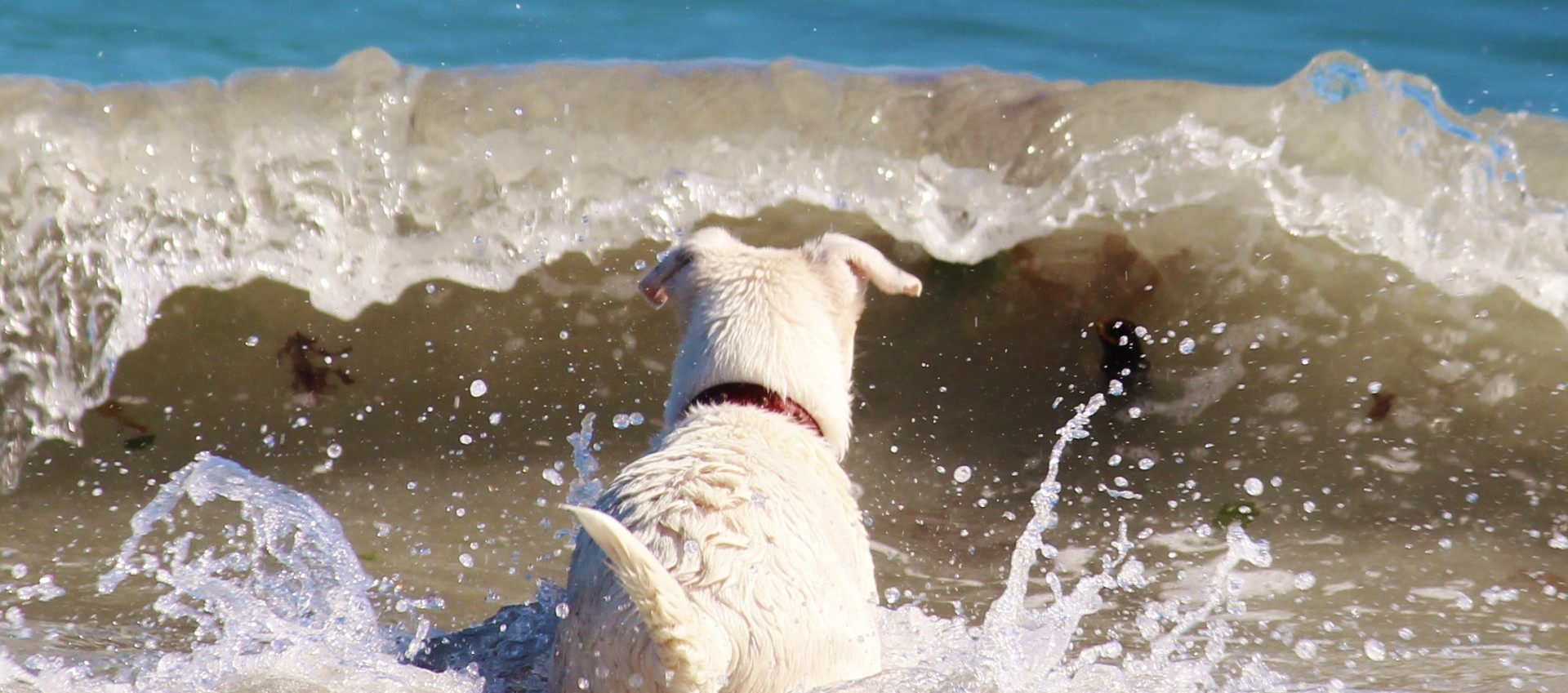 perro-playa