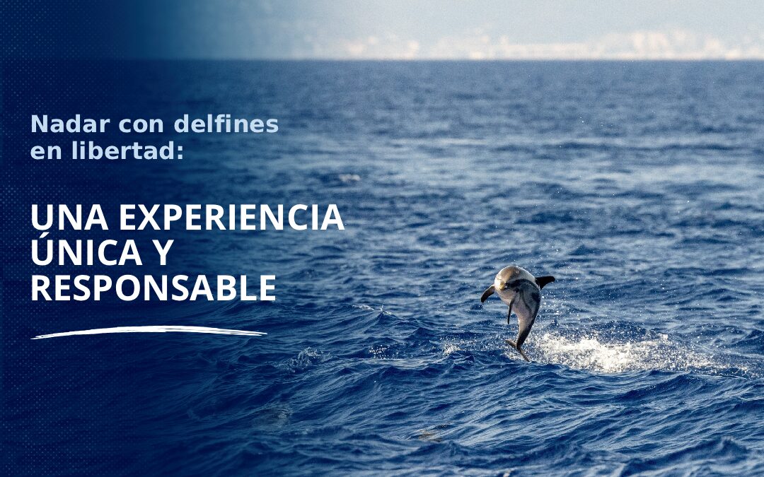 Nadar con delfines en libertad_ una experiencia única y responsable