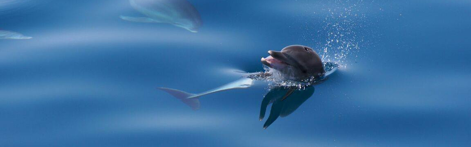 Delfines en libertad