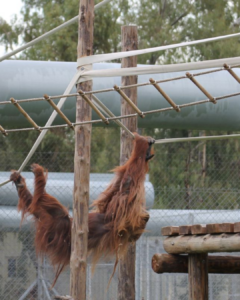 Orangutan de Borneo