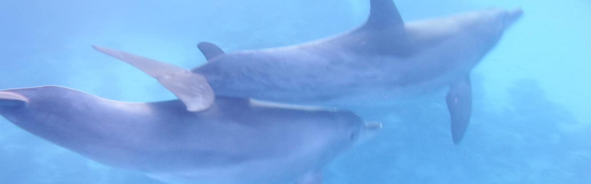 Delfines Mar Rojo
