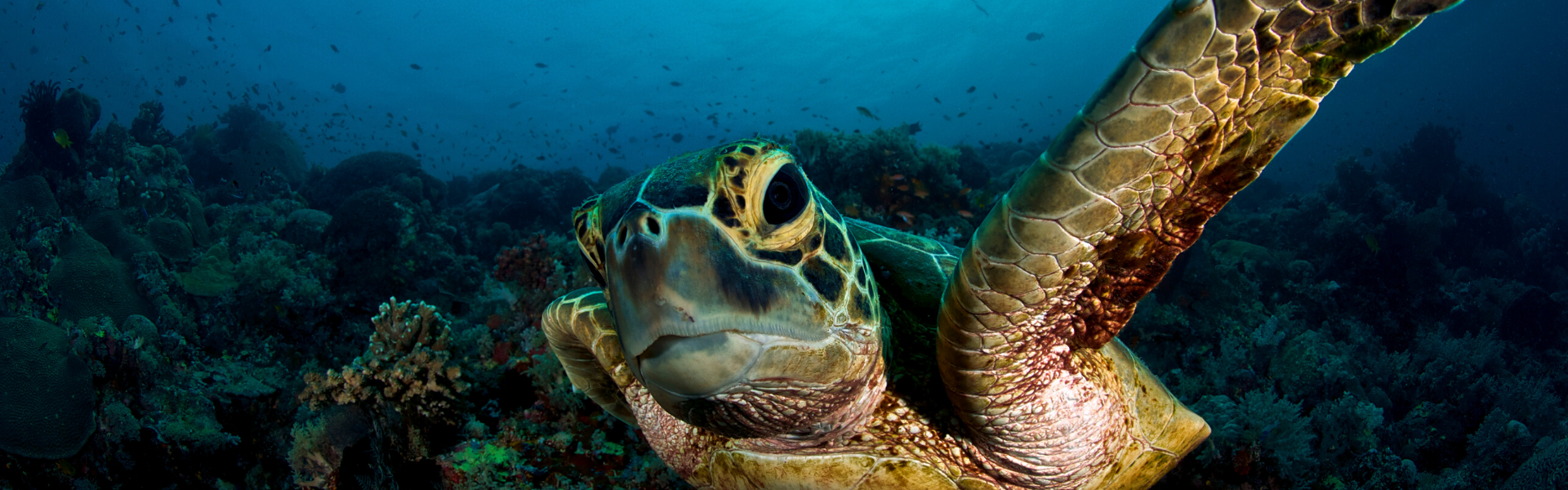 tortuga en tubbataha