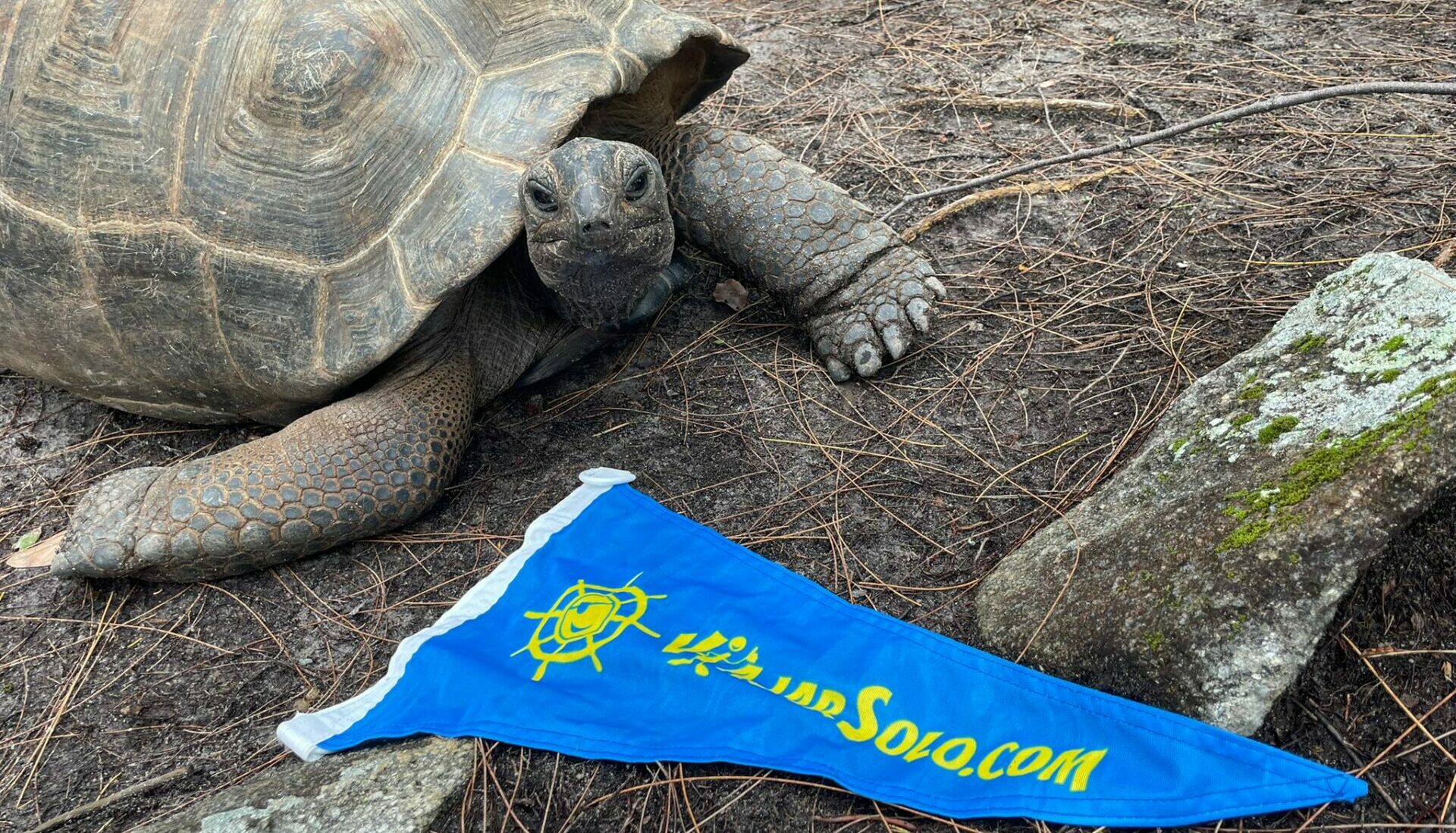 Tortuga y banderín ViajarSolo