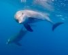 Nadar con delfines en libertad