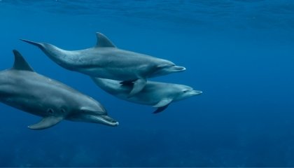 Nadar con delfines en libertad