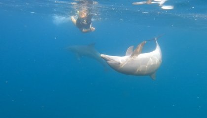 Nadar con delfines en libertad