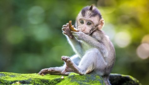 Bali y Komodo Single