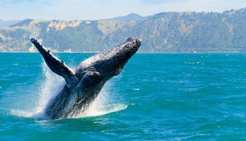 Overland Nueva Zelanda