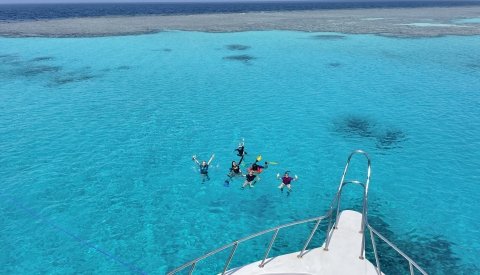 Nadar con delfines en libertad