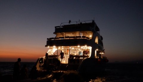 Nadar con delfines en libertad
