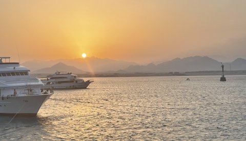 Nadar con delfines en libertad