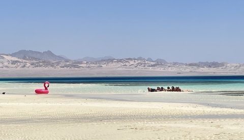 Nadar con delfines en libertad