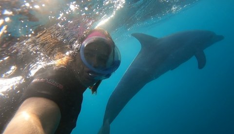 Nadar con delfines en libertad