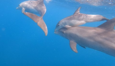 Nadar con delfines en libertad