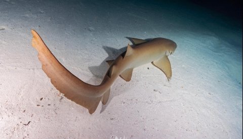 Maldivas Entre Atolones