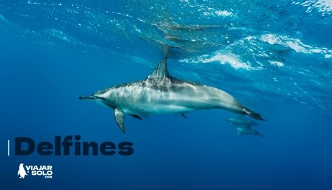 Nadar con delfines en libertad
