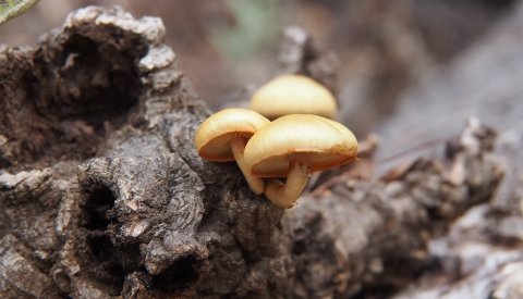 Senderismo en Huelva