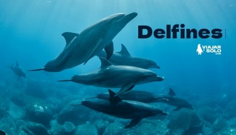 Nadar con delfines en libertad