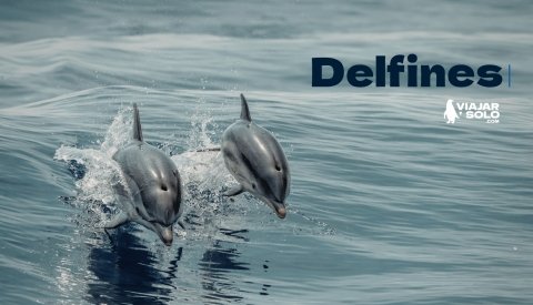 Nadar con delfines en libertad