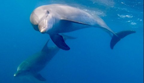 Nadar con delfines en libertad