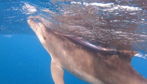 Nadar con delfines en libertad