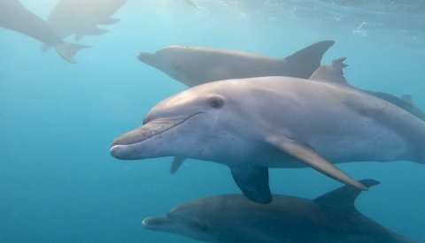 Nadar con delfines en libertad
