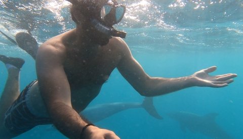 Nadar con delfines en libertad