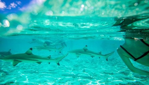 Polinesia de lujo en crucero