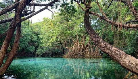 Dominicana en esencia