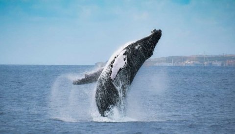 Aventura en las Azores