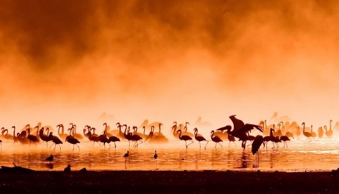 Kenia Single Semana Santa