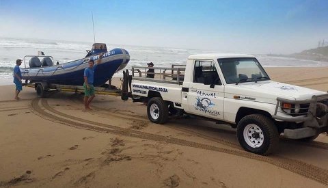 Sardine Run Sudafrica