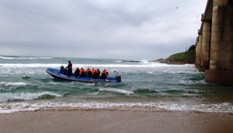 Sardine Run Sudafrica