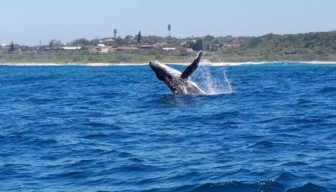 Sardine Run Sudafrica