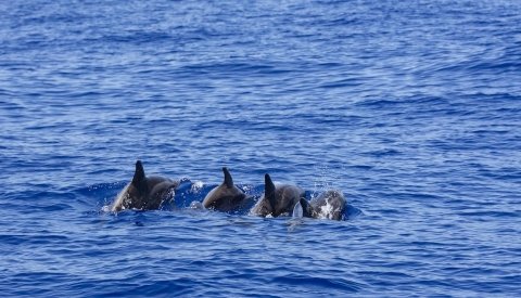 Aventura en las Azores