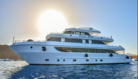 Nadar con delfines en libertad