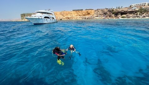 Nadar con delfines en libertad