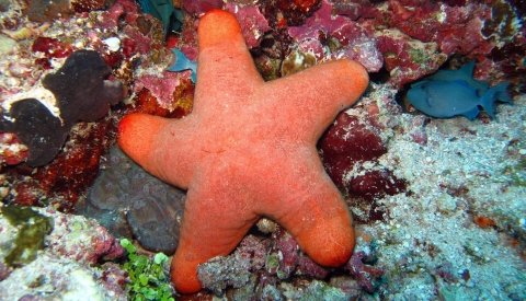 Aprende a bucear. Costa Azahar