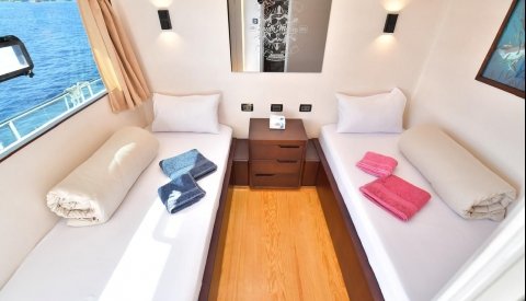 Nadar con delfines en libertad