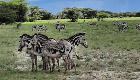 Safaris en Kenia