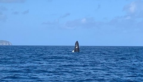Dominicana en esencia