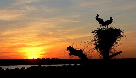 Observación de aves en Andalucía
