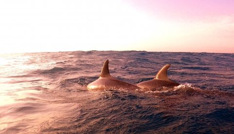 Nadar con delfines en libertad