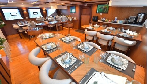 Nadar con delfines en libertad