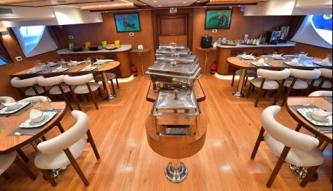 Nadar con delfines en libertad