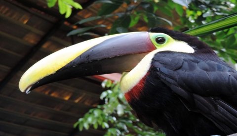 Costa Rica "Pura Vida"