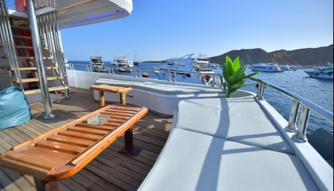 Nadar con delfines en libertad