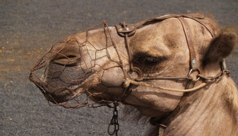 Lanzarote Monoparental